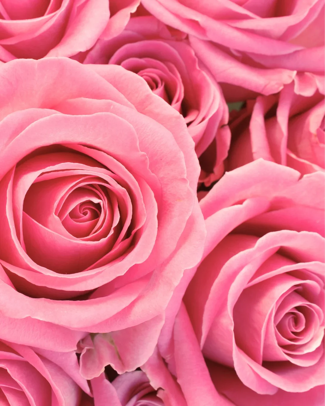 Champagne + Roses - Image 5