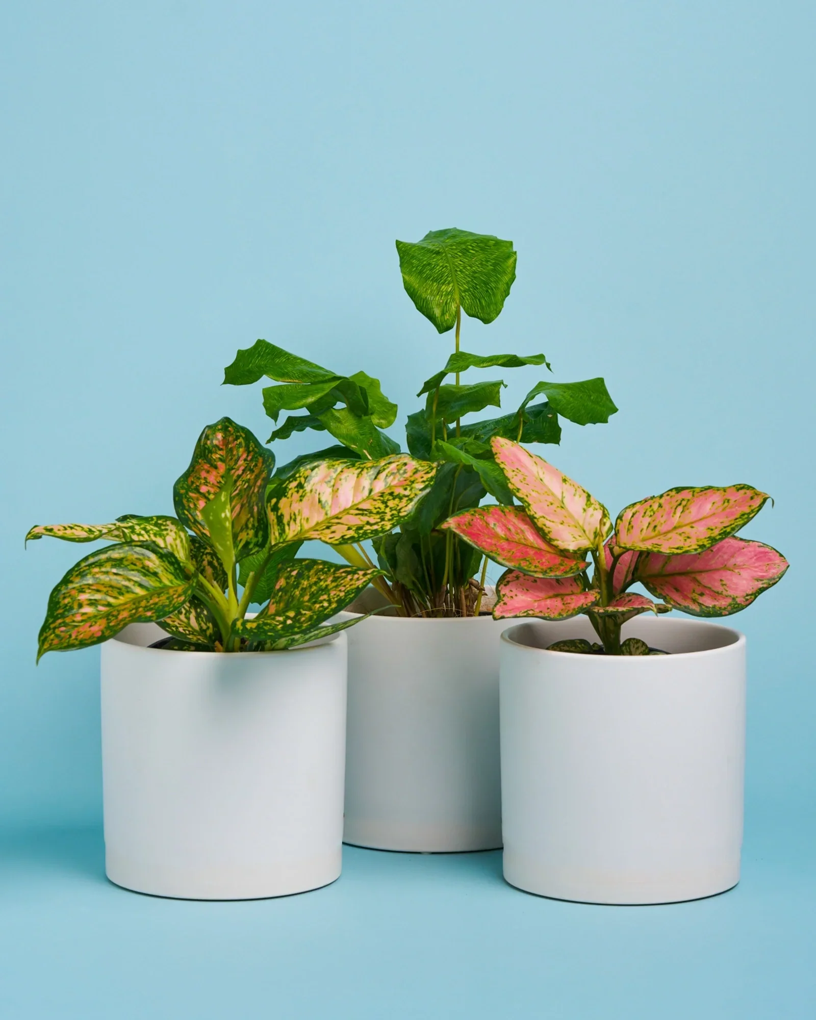Dalmation Plant + Pot - Image 2