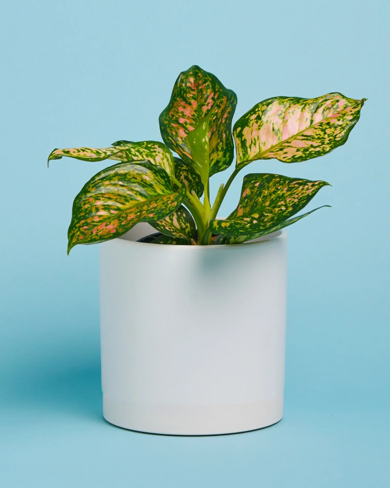 Dalmation Plant + Pot - Image 3