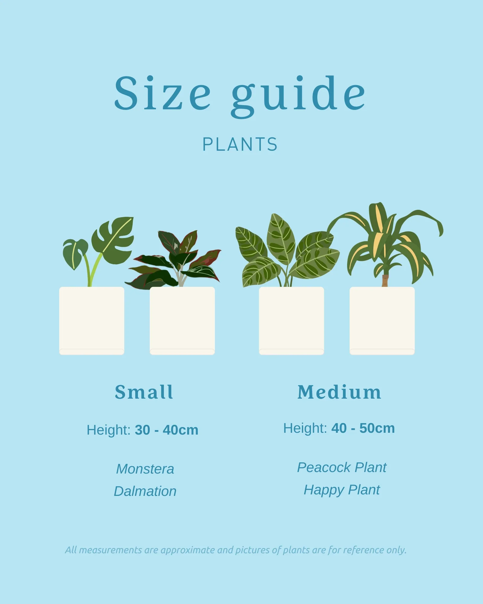 Plant + Lolly Box - Image 6