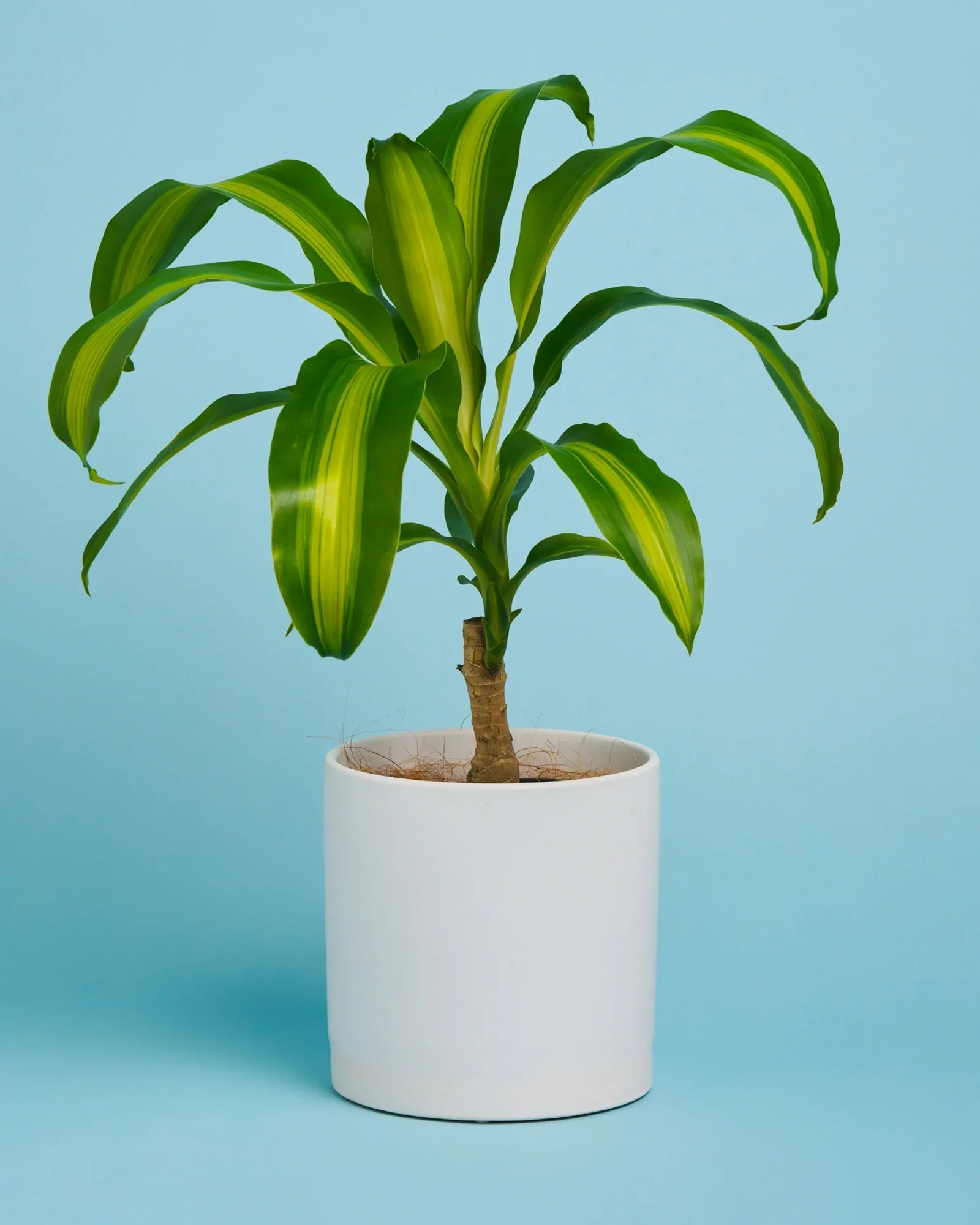 Happy Plant + Pot - Image 3