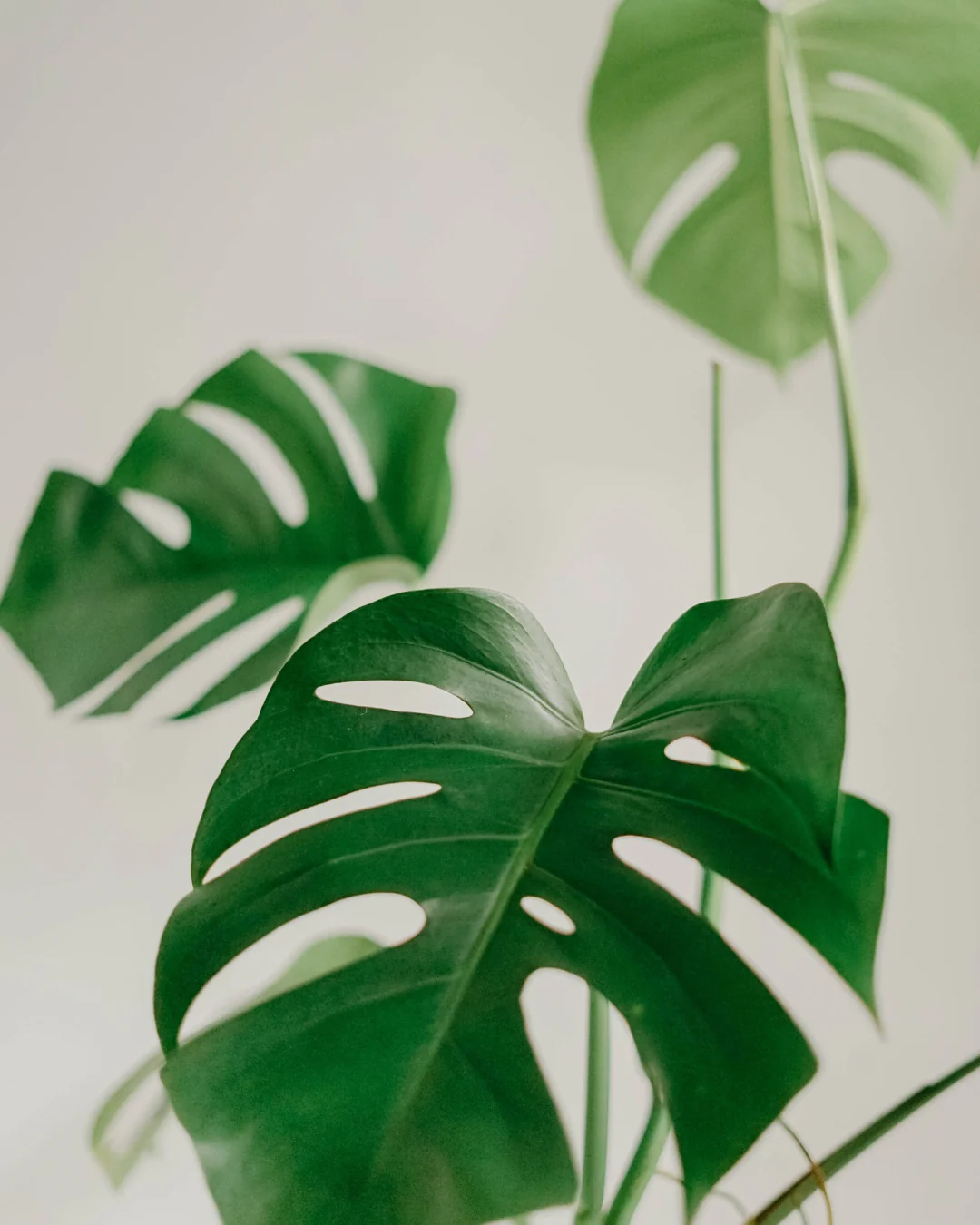 Monstera Plant + Pot - Image 2