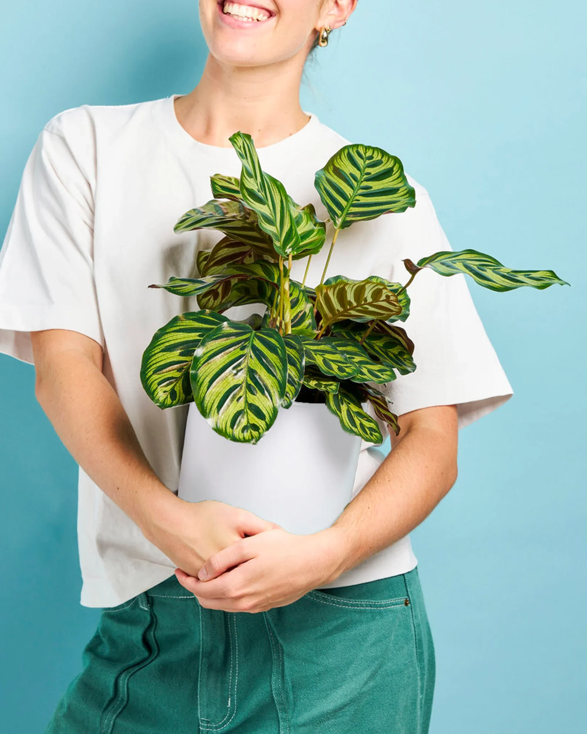 Peacock Plant + Pot
