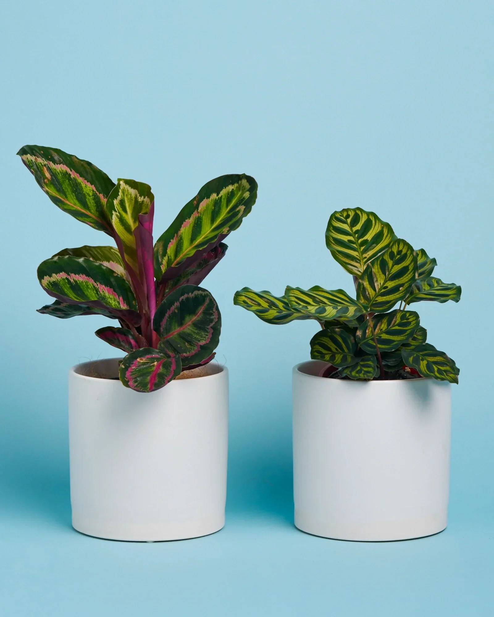 Peacock Plant + Pot - Image 3