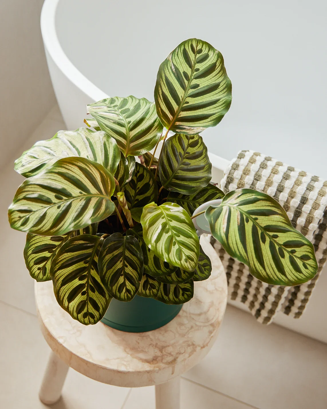 Peacock Plant + Pot - Image 4