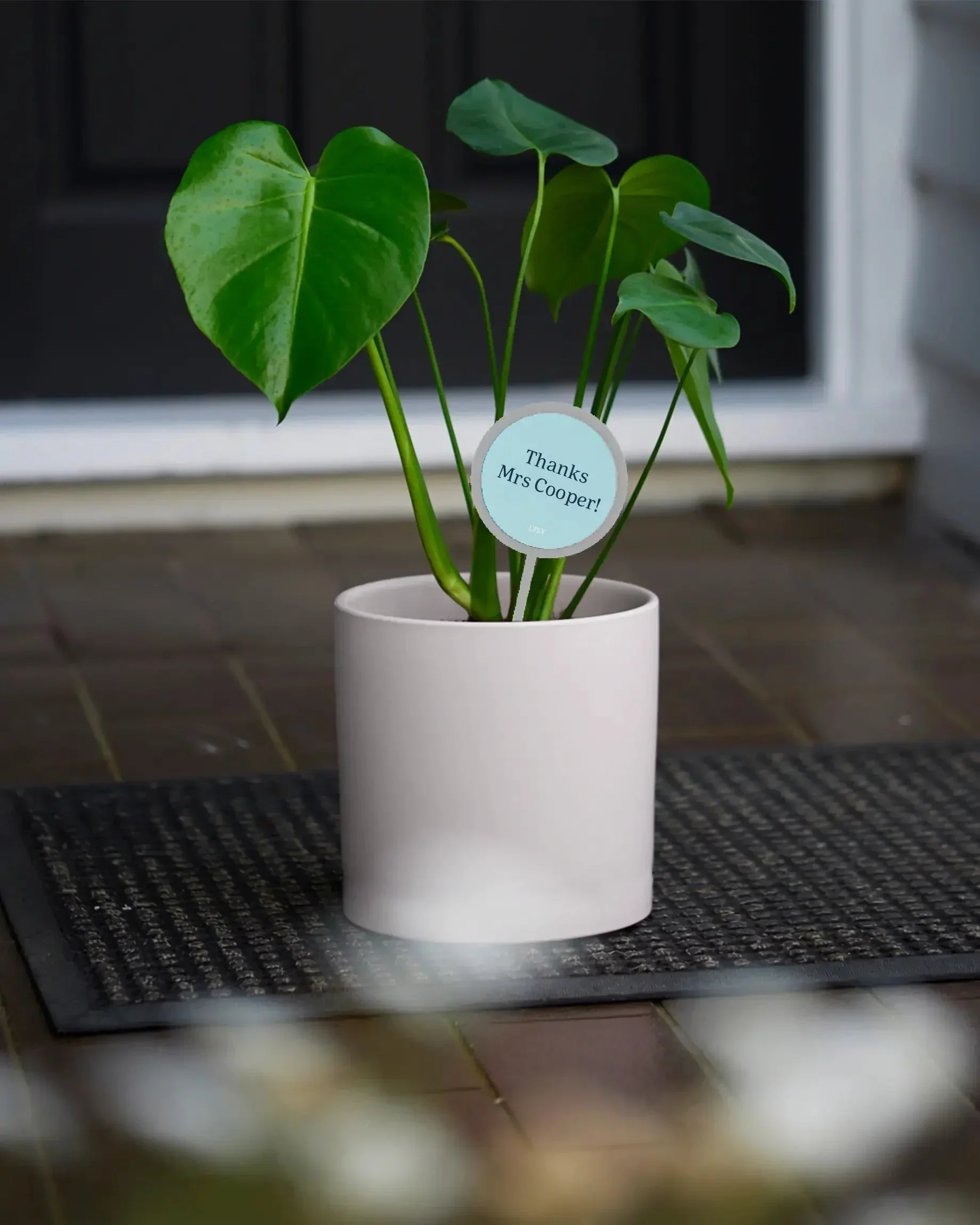 Personalised Plant + Pot - Image 2