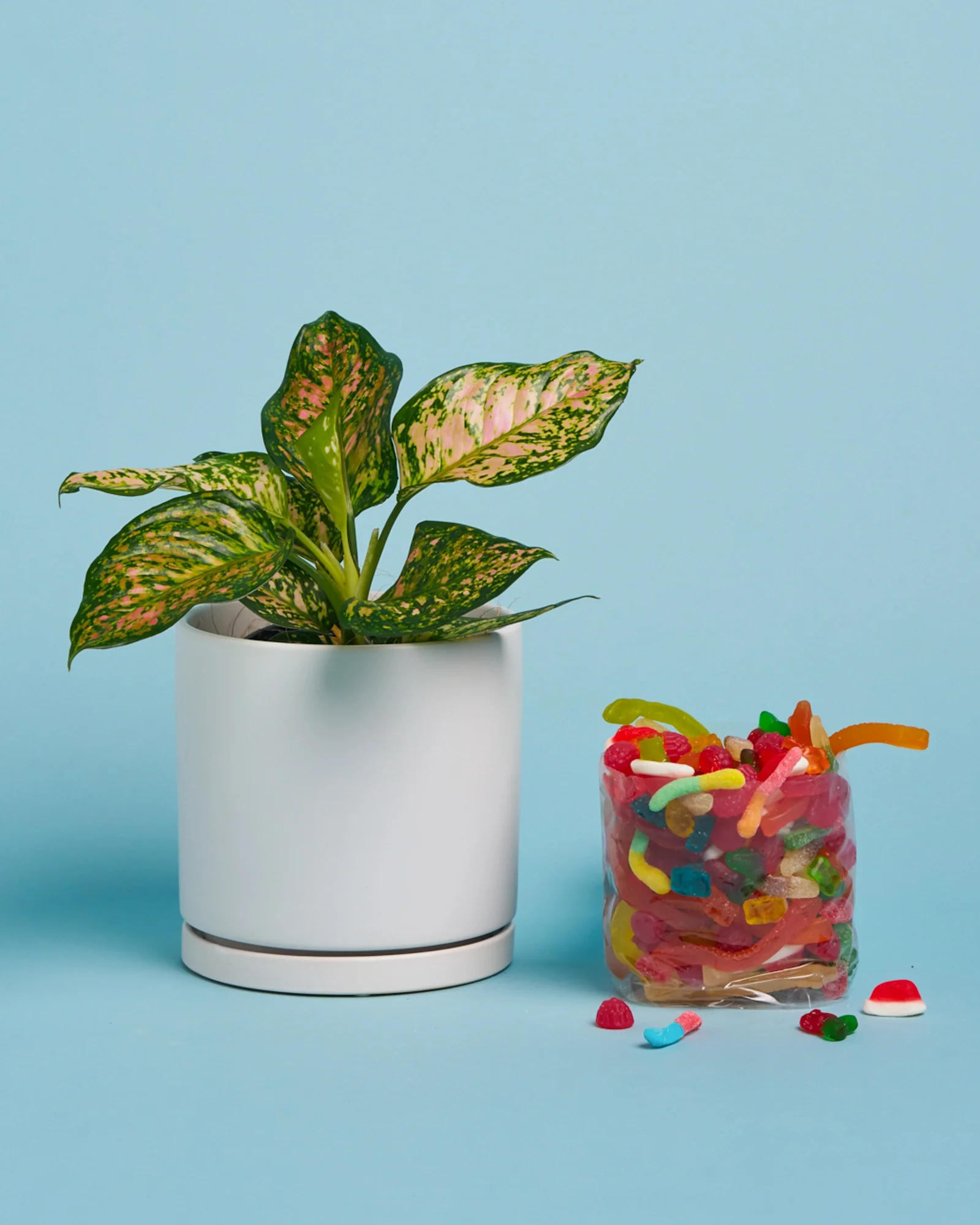Plant + Lolly Box - Image 3