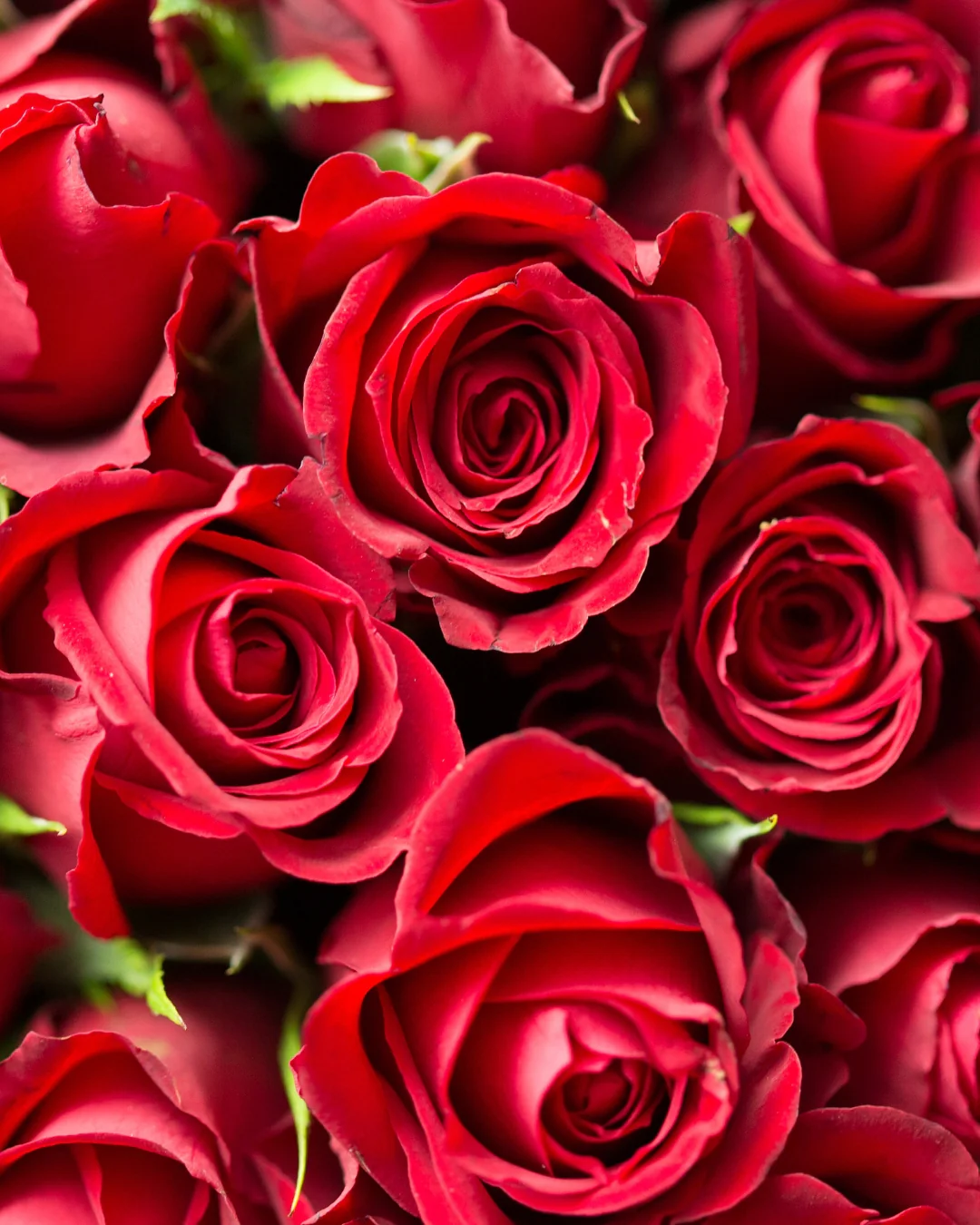 Champagne + Roses - Image 6
