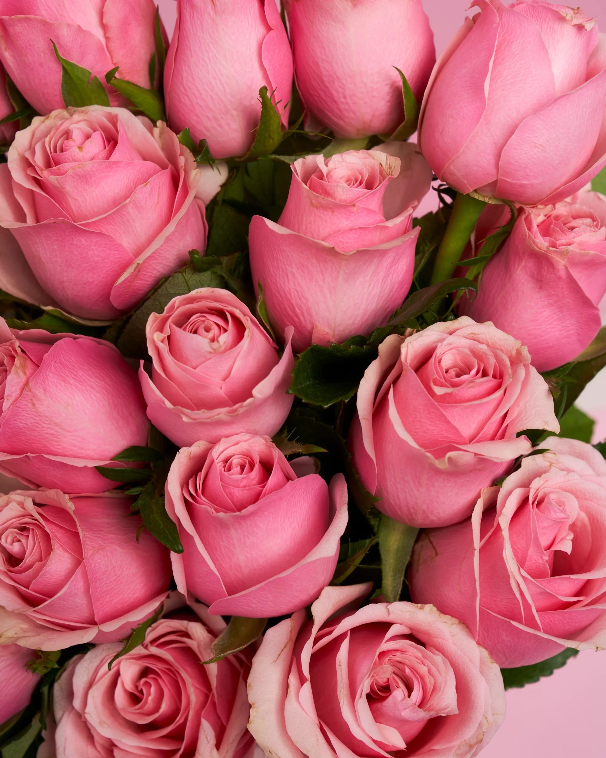 20 Pink Roses - Image 2