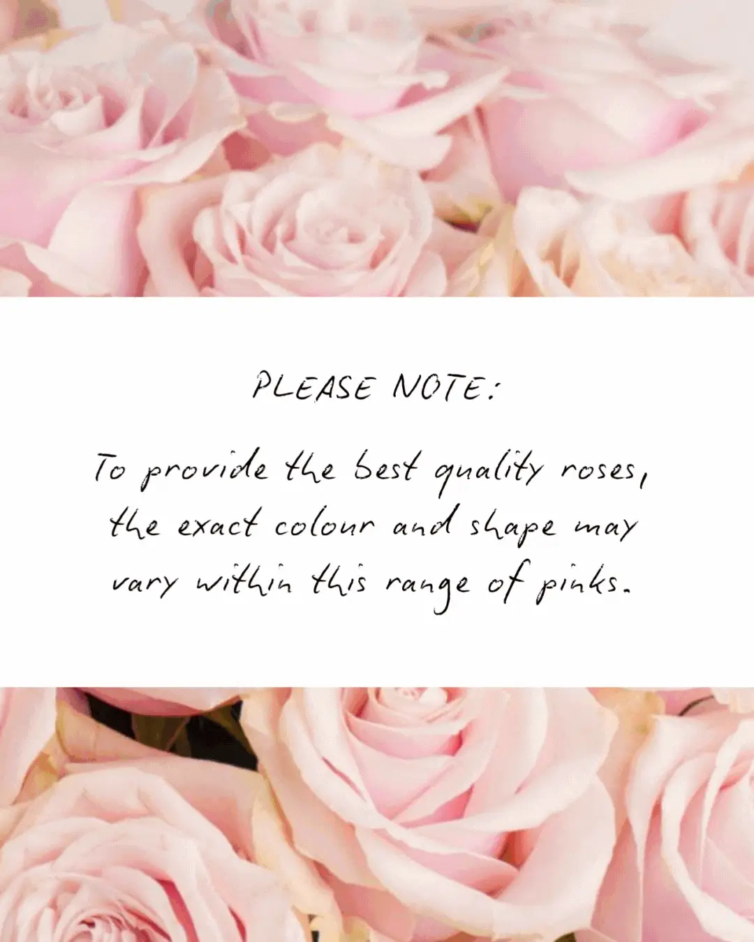 20 Pink Roses - Image 3