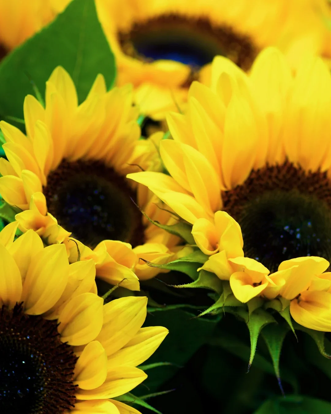 Sunflowers - Image 5